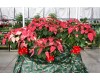 Jingle Bell Poinsettia